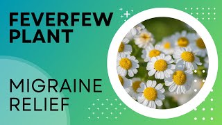 Feverfew Plant Better than Meds for Getting Rid of Migraines [upl. by Boony]