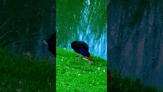 Australasian swamphen natureshorts shortvideo bird explore australianature [upl. by Aerdnua609]