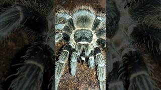 Brazilian salmon pink birdeater tarantula Lasiodora parahybana hunts black cricket [upl. by Funch]