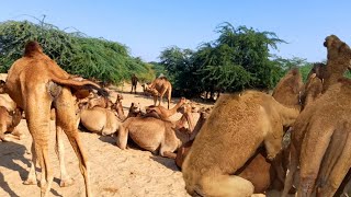 Camel Loving 💕 Scene Captured While Camel Herd Resting Drinking Milking Feeding at Village Tube well [upl. by Elleinet73]