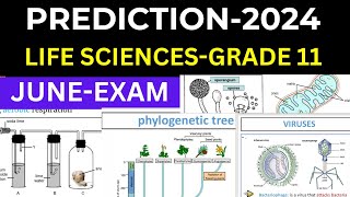 GRADE 11 2024 JUNE EXAMS LIFE SCIENCES GRADE 11 PREDICTIONS THUNDEREDUC BY B SAIDI [upl. by Subak549]