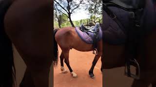 Harties Horse Trail Safaris 🐎 travel horse hartbeespoort southafrica [upl. by Normy]