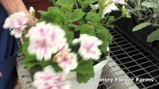 How to Deadhead Geraniums [upl. by Agretha844]