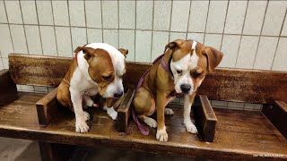 My Dogs On A Crowded Train [upl. by Ahsimot543]