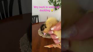 Treating our wry neck duckling wryneck babyduck ducks babyduckling [upl. by Ahiel]