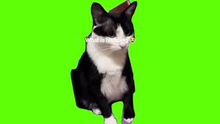 green screen cat shaking head listening to song [upl. by Anih]