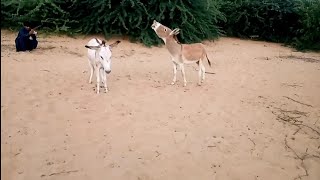 animalsanctuary ilovemylifecomejoinme gadha donkeyrescue donkeys [upl. by Lothario]