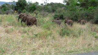 Angry Elephants at Hluhluwe Imfolozi National Park [upl. by Teri]