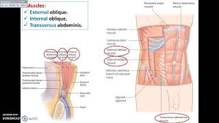 nine regions of abdomen and their organs [upl. by Marice155]