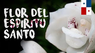 Todo sobre la Peristeria elata La flor del Espiritu Santo  Finca Dracula [upl. by Ramos]