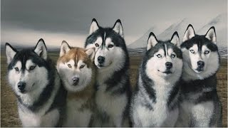 EL LENGUAJE UNICO DE LOS PERROS HUSKYS SIBERIANOS [upl. by Efar203]