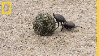 Ces scarabées bousiers se battent pour du fumier [upl. by Suidualc357]