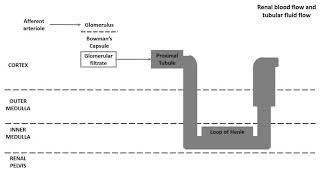 Renal Blood flow and Tubular fluid flow [upl. by Nitsej]