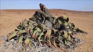 Welwitschia mirabilis [upl. by Sabu]