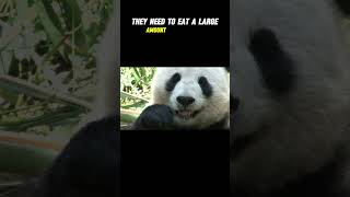 Pandas are omnivores yoytube  Shorts  Wild Medis 4K [upl. by Ynnej]