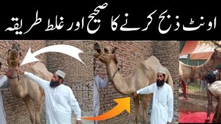 Unt Zibah Karni Ka Sunnat TariqaQurbani Of Camel 🐫 🐪Unt Ki Qurbaniunt ki Qurbani Sunnat hai [upl. by Grimonia]