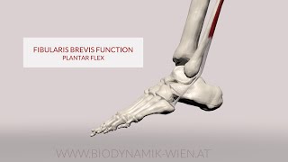 Fibularis Brevis Function Plantarflexion 3D Animation [upl. by Irakab]