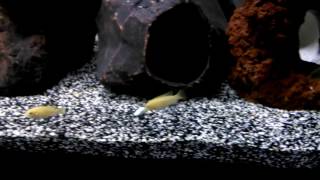 Cynotilapia zebroide albino cobue and labidrochromis Sweden Hongi [upl. by Staw]