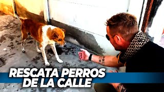 EL SALVADOR DE LOS PERROS Rescata perritos que están en la calle [upl. by Byram]