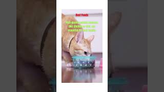 THE INTERESTING NATURE OF CAT Best Foods SHORTS [upl. by Adnawat632]