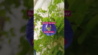 Aparajita Plant December Care Tips How To Propagation Butterfly Pea flower Plants For Home Decor [upl. by Marciano769]