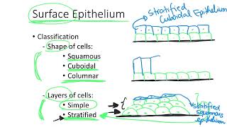 Dr Benaduce Surface Epithelium Classification Tissues Lecture [upl. by Arianie]