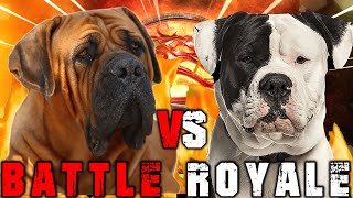 Boerboel vs American Bulldog  American Bulldog vs Boerboel  Powerful Guard Dog   Billa Boyka [upl. by Singer]