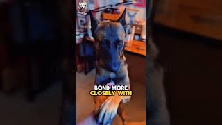 Belgian Malinois vs German Shepherd🐕⚖️ Key Differences You Need to Know woofpassion dogbreed pet [upl. by Annil]