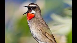 Suara burung siberian rubythroat GACOR dan NEMBAK KASAR untuk masteran burung kicau anda [upl. by Hgielrak]