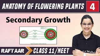 Anatomy of Flowering Plants 04  Secondary Growth  Class11NEET [upl. by Arella520]