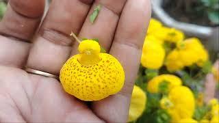 गुब्बारे जैसे फूलCalceolaria ladiespurseplant pocketplant uniqueplant trendingvideo [upl. by Ridglea]