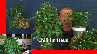 Chili Spezial Ernte Rückschnitt Wachstum Pflege und so weiter im Haus ganzjährige Anzucht [upl. by Hurless]