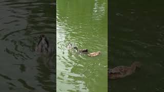 🦆 ducks swimming in pond ducks ducksound duckslive shorts ponds nature village pondfishing [upl. by Soraya]