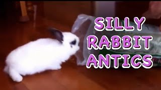 Silly Rabbit Antics Video of two bunnies playing [upl. by Aonian]