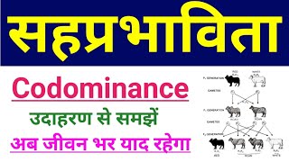 सहप्रभाविता क्या है  codominance in hindi  sah prabhavita  class 12 biology codominance example [upl. by Roti668]