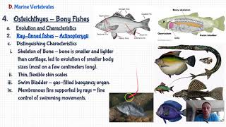 Marine Bio Osteichthyes or Da Bony Fish [upl. by Zarger]