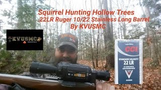 Squirrel Hunting Hollow Trees 22LR Ruger 10 22 Stainless Long Barrel By KVUSMC [upl. by Drof]