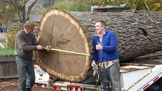 Pacific Coast LumberGiant Walnut Tree removal Pacific Coast Lumber With Bill Swanson [upl. by Name]