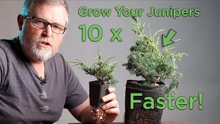 Bonsaify  How to 10x Your Juniper Growth When You Feel the Need to Speed [upl. by Amek523]