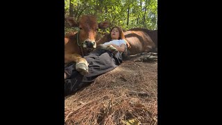 Rural cattle recording my cute pet319543 [upl. by Goldfinch621]