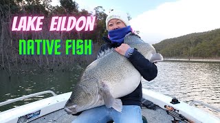 Murray Cod and Golden perch  Lake Eildon Native Fish [upl. by Niela]