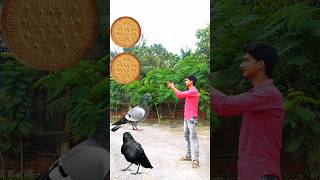 parrot pingen crow peacock 🦚 shortsfeed viralvideos shortvideos short trending tranding [upl. by Tera649]