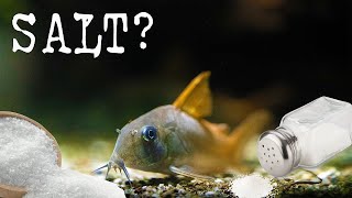 Treating Corydoras Catfish with SALT [upl. by Calida233]