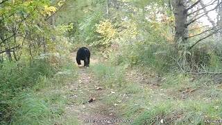 black bear chased by hounds this is how Wisconsin bear hunting looks like inhumane [upl. by Ecnatsnoc]