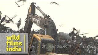 Greater Adjutant storks at Baragaon landfill  Guwahati [upl. by Aline]