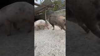 shorts pig wildboar minipig piggy pigs piglife minipigs piglove cutepig piglet [upl. by Wampler]