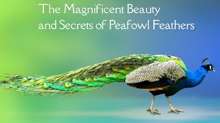 The Magnificent Beauty and Secrets of Peafowl Feathers BeautyOfNature Wildlife NatureLovers [upl. by Ahsienar]