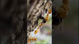 Weaver Ants Eating A Bee [upl. by Stanzel]