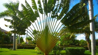 Travelers Palm Tree Ravenala madagascariensis [upl. by Vance174]