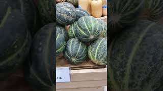 Blewah Cucumis melo var cantalupensis [upl. by Simson]